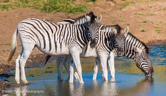 Zebras at water.jpg