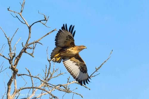 Kariega Game Reserve Tawny Eagle Sighting