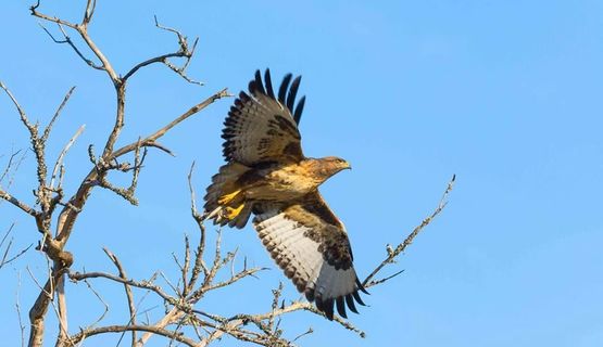 Kariega Game Reserve Tawny Eagle Sighting