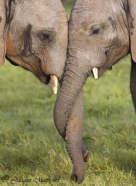 Kariega Elephant Jacques Matthysen