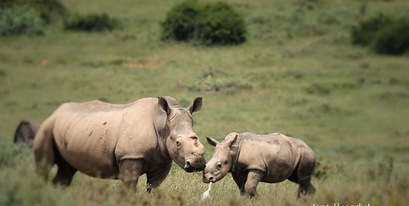 rhino-thembi-11- months.jpg
