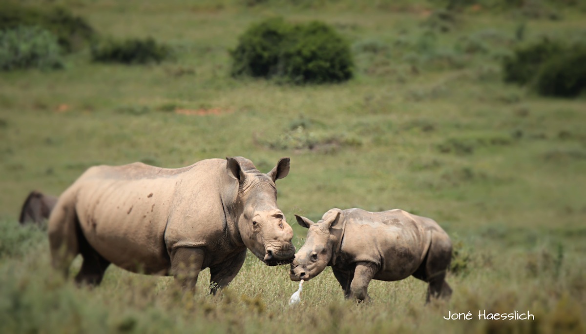 kariega-rhino-thembi 11  Months
