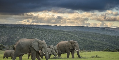 elephant-kariega-plains.jpg