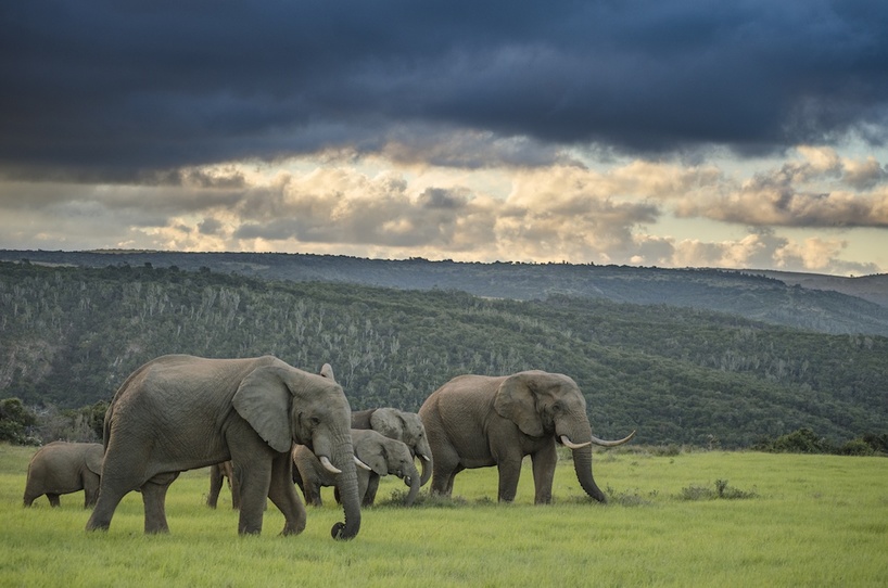 elephant-kariega-plains.jpg