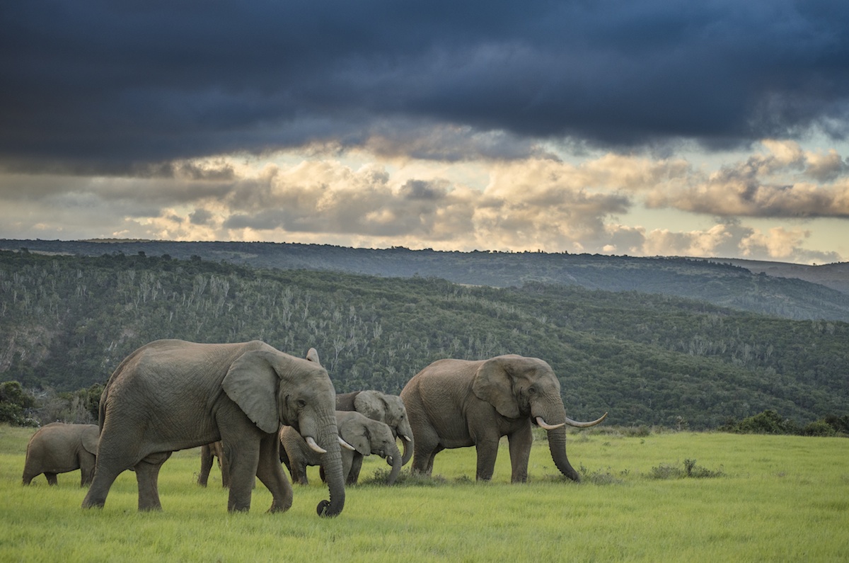 Elephant Kariega Plains