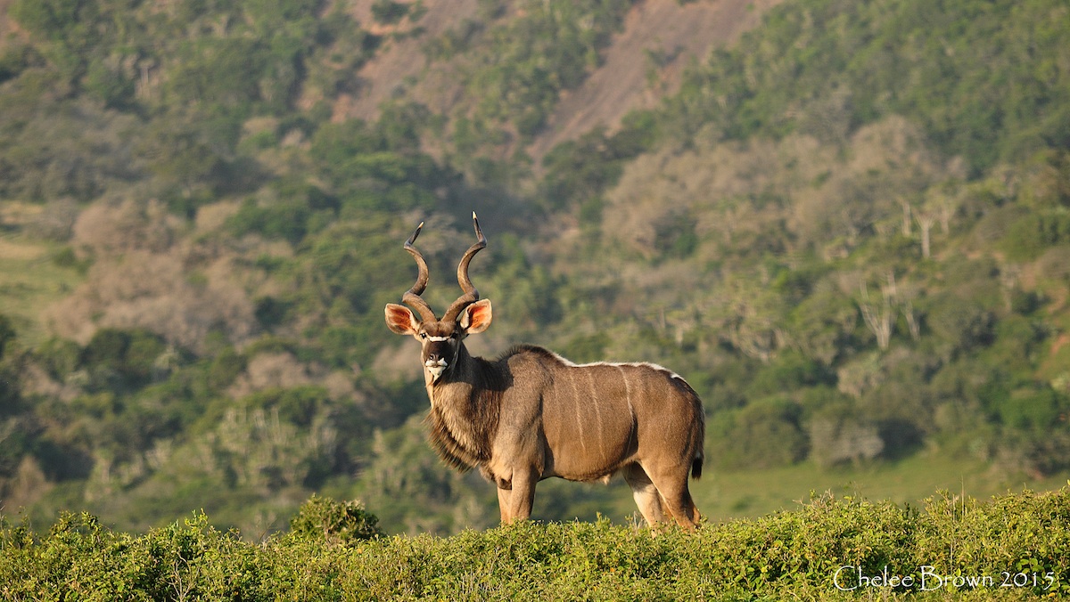 kudu kariega valley