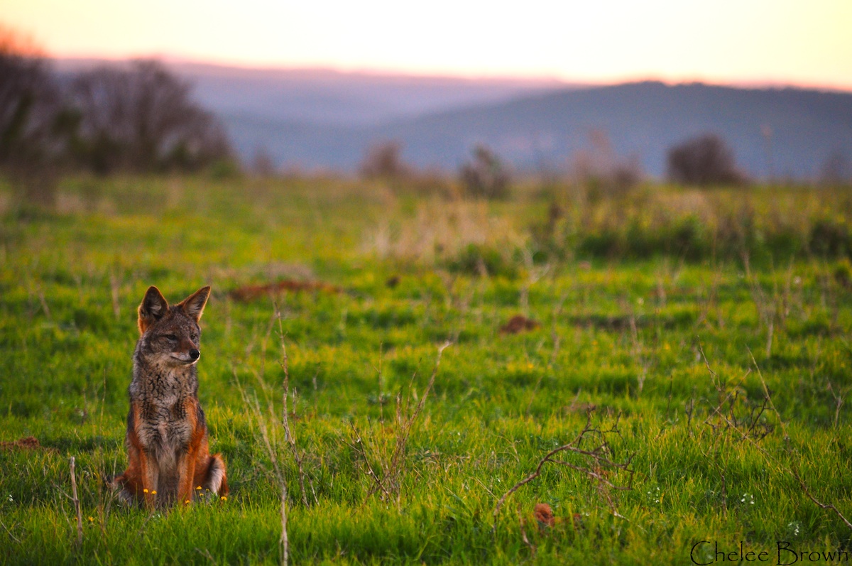 jackal kariega plains