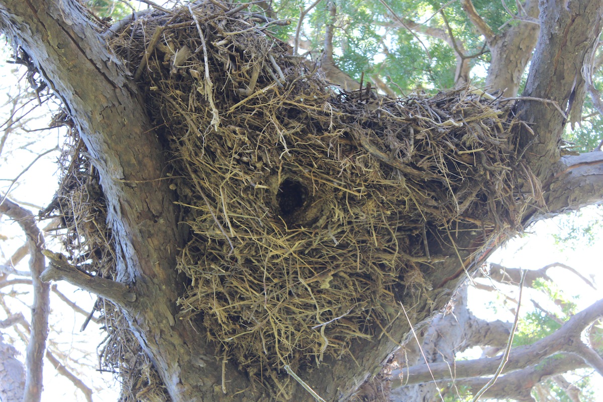 hamerkop-nest-kariega