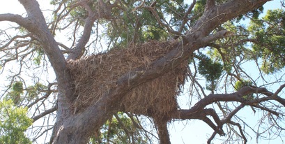 hamerkop-nest2-kariega.JPG