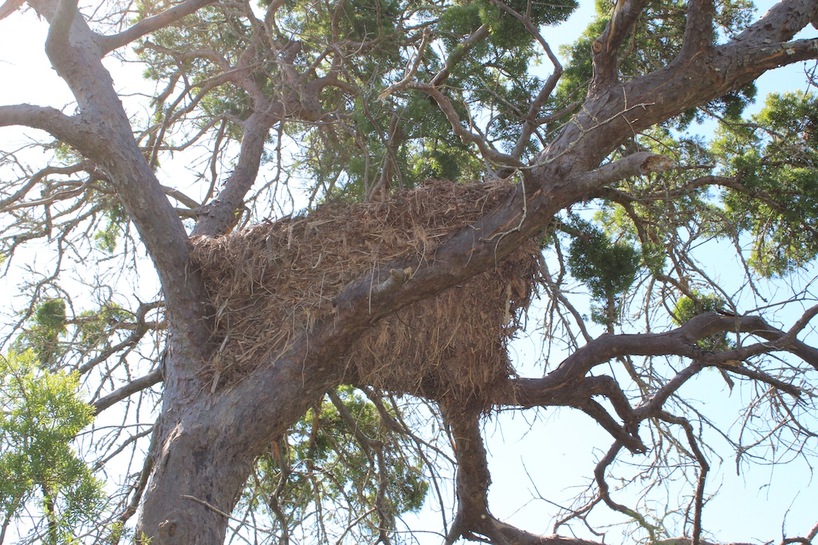 hamerkop-nest2-kariega.JPG