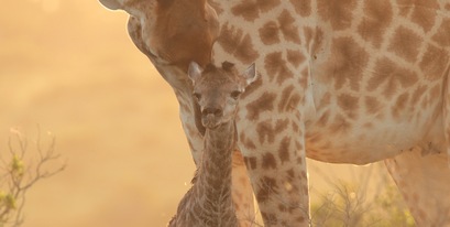 mother-and- newborn-giraffe.jpg