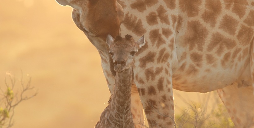 mother-and- newborn-giraffe.jpg
