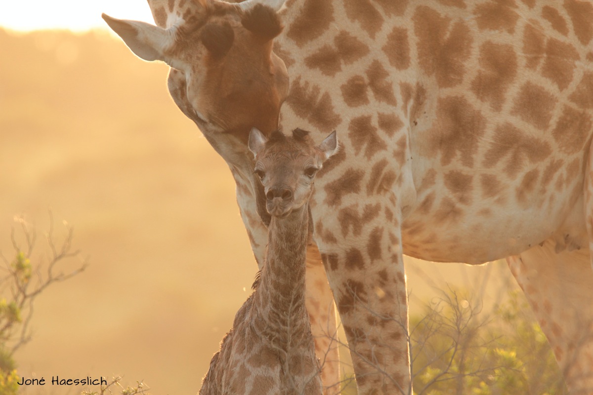African Safari Mother And Newborn Giraffe
