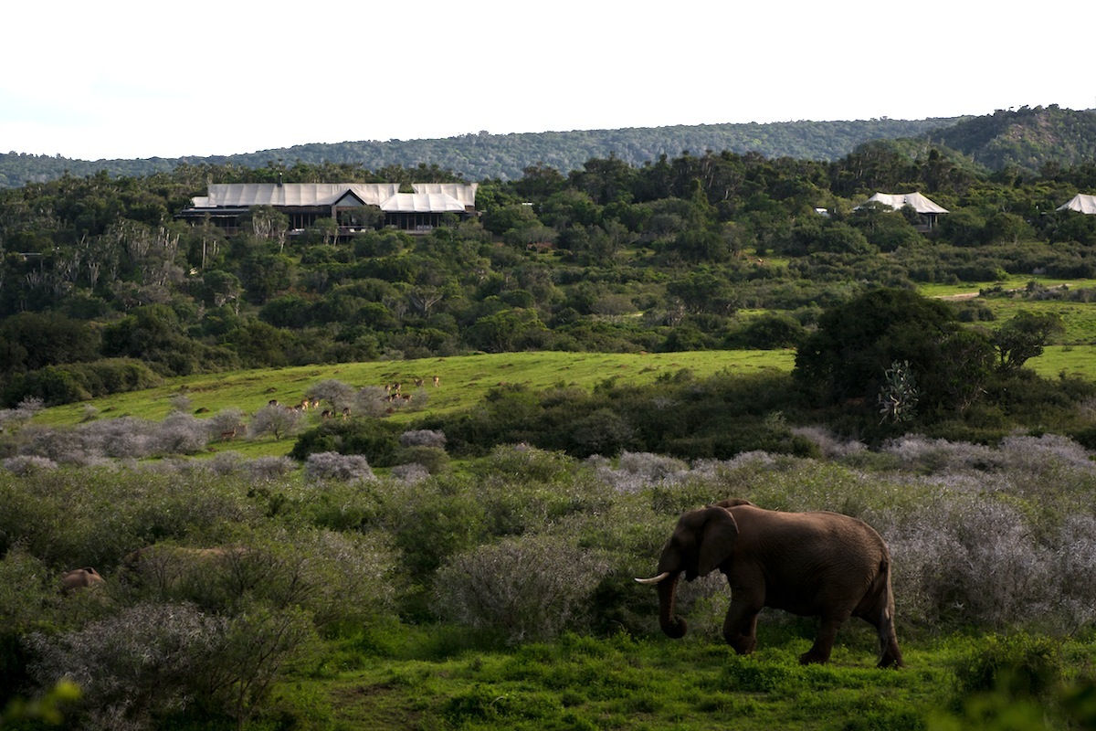 elephant-and-game-lodge