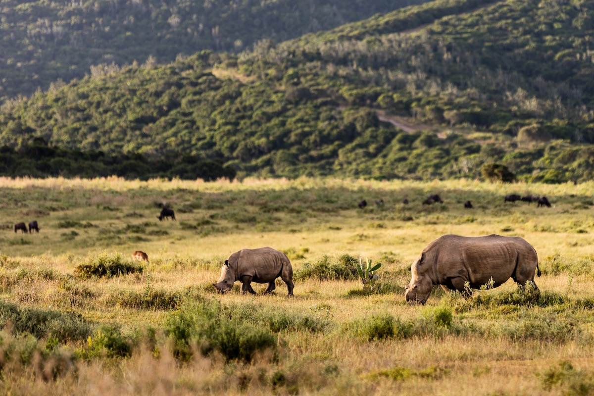 kariega-thandi-thembi-christer-lovgren