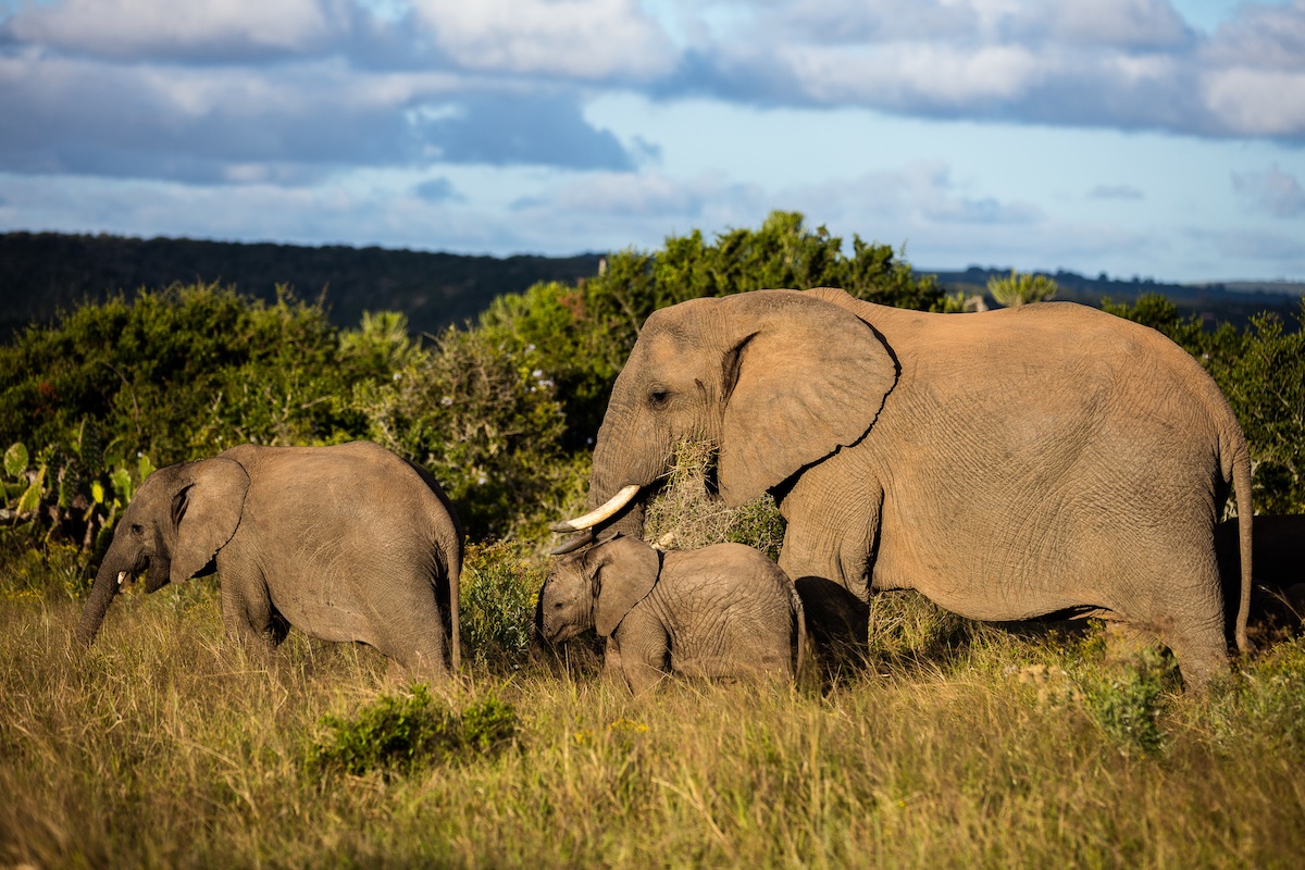 kariega-elephant-family-christer-lovgren