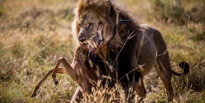 kariega-lion-kill-christer-lovgren.jpg