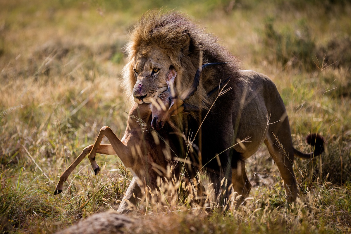 Lion kill at Kariega by guest Christer Lovgren.jpg