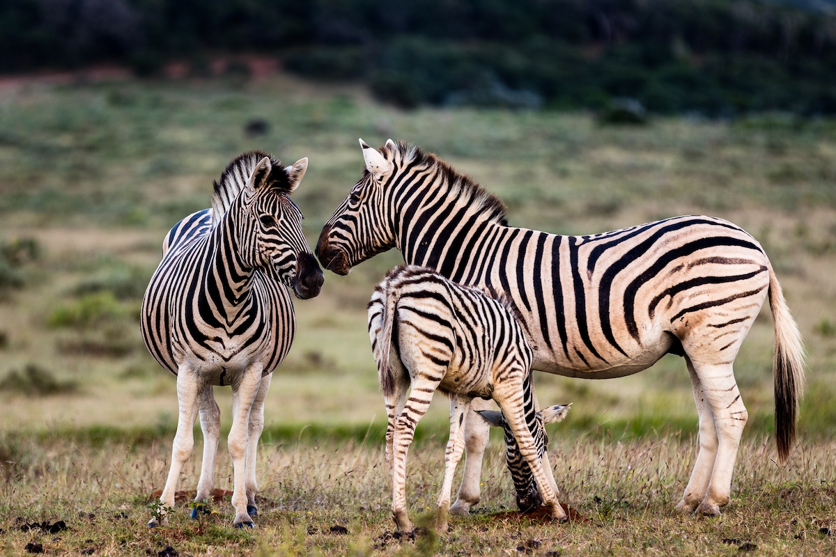 kariega-zebra-christer-lovgren