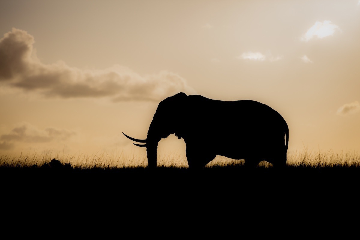 kariega-elephant-bull-christer-lovgren 
