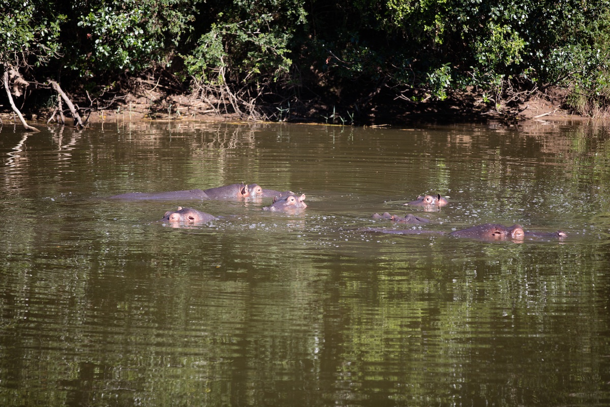 kariega-hippo-christer-lovgren