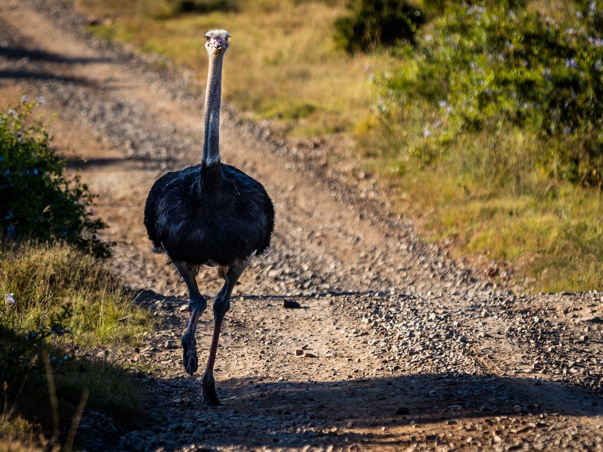 kariega-ostrich-christer-lovgren