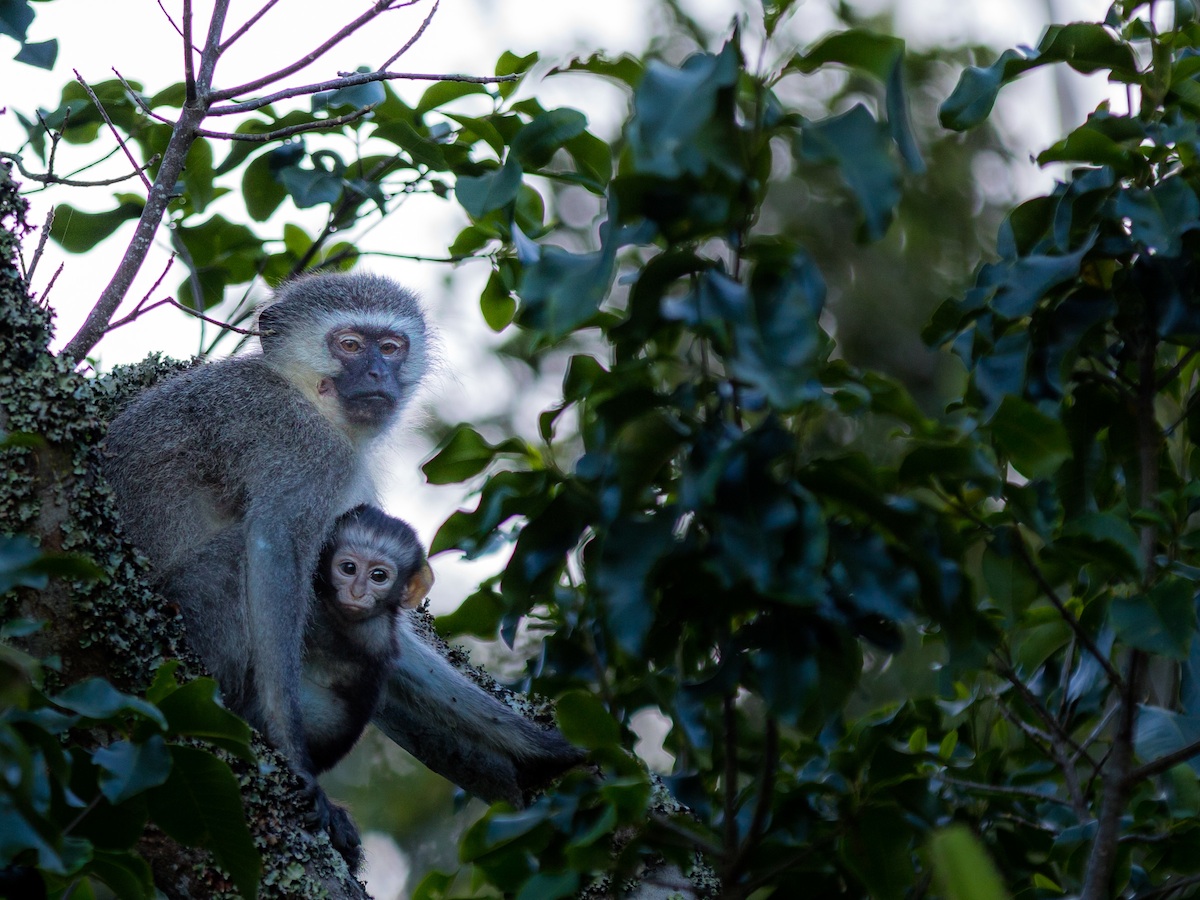 kariega-vervet-monkeys-christer-lovgren