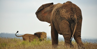kariega-lion-elephant.jpg