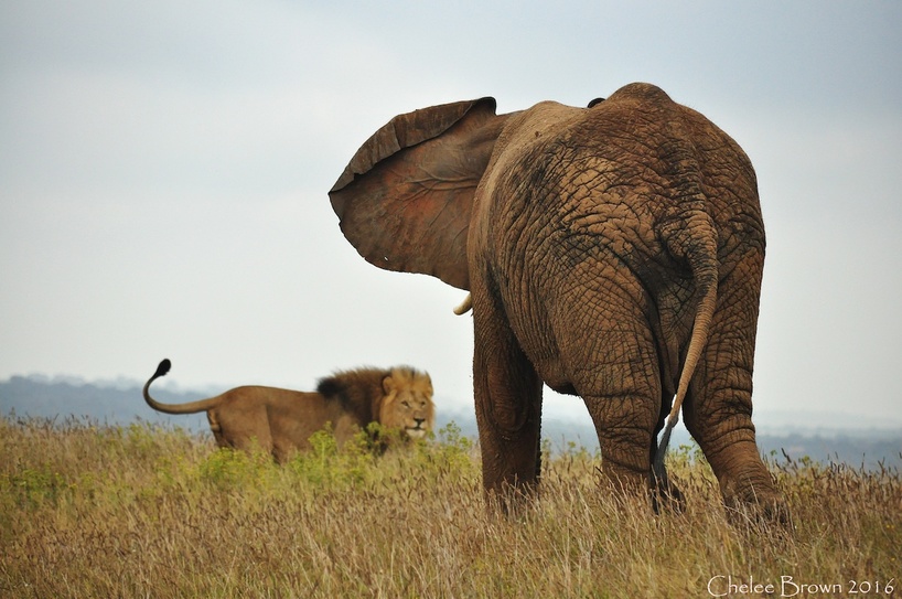 kariega-lion-elephant.jpg