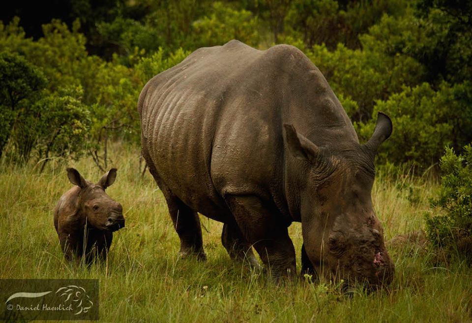 Rhino Thandi with her calf Thembi