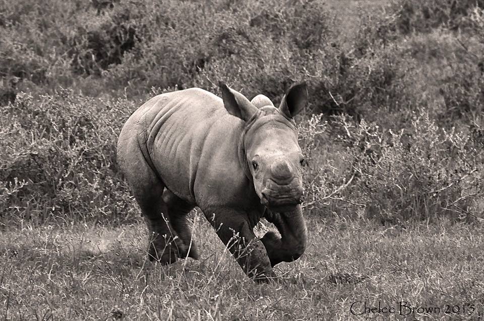 An energetic Thembi at 2 months old