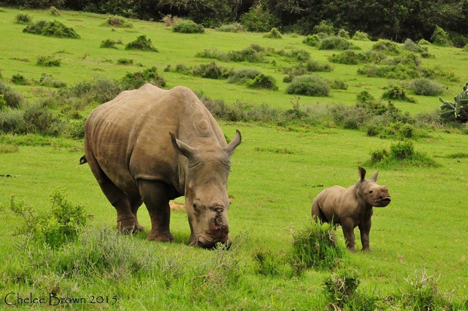 Rhino Thandi with calf Thembi at 2 months old