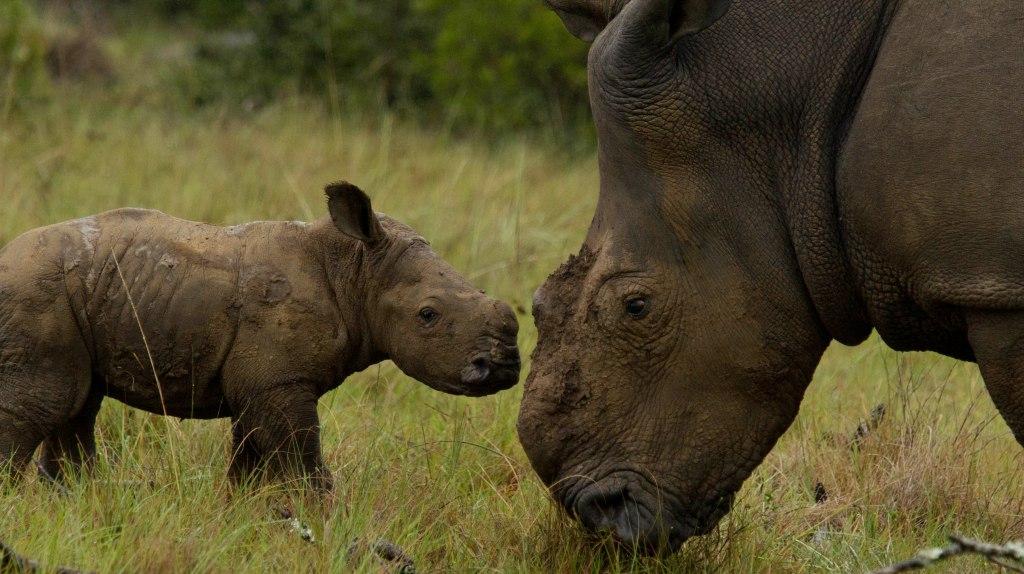 Rhino Thembi at 1 month old
