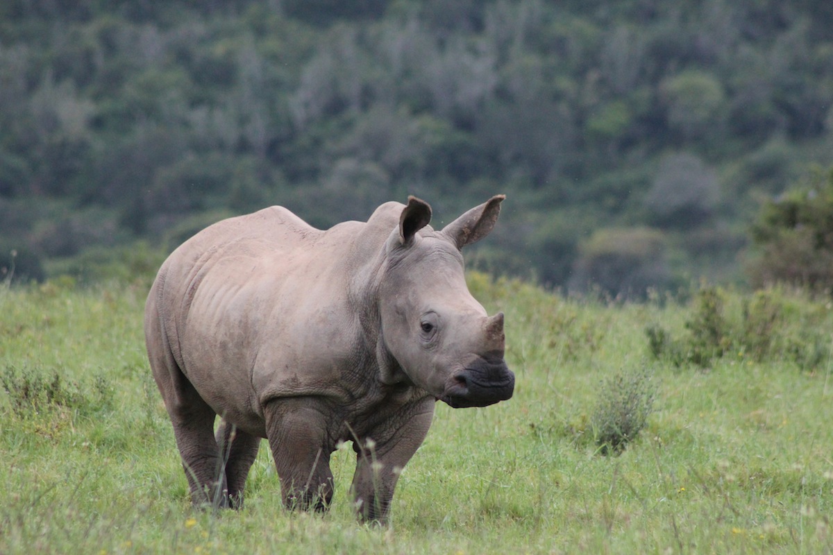 Rhino Thembi healthy and growing