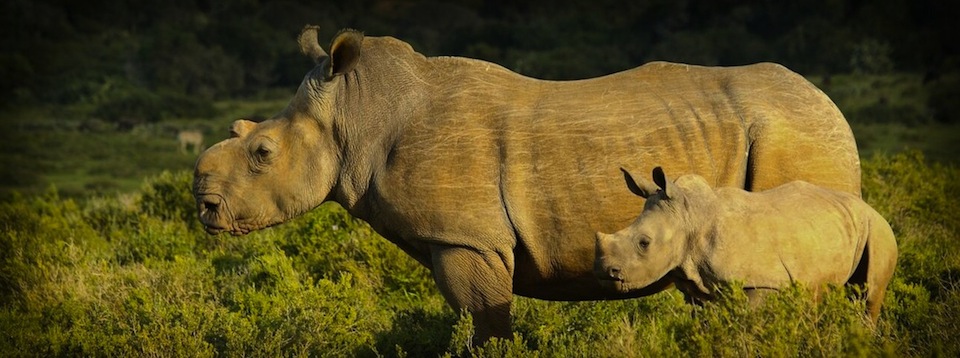 Rhino Thandi and calf Thembi