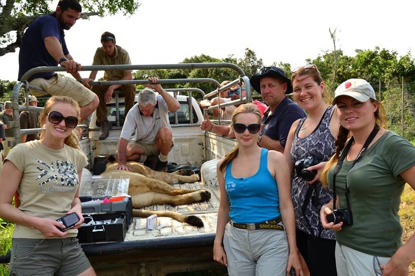 volunteers-dart-lioness.jpg