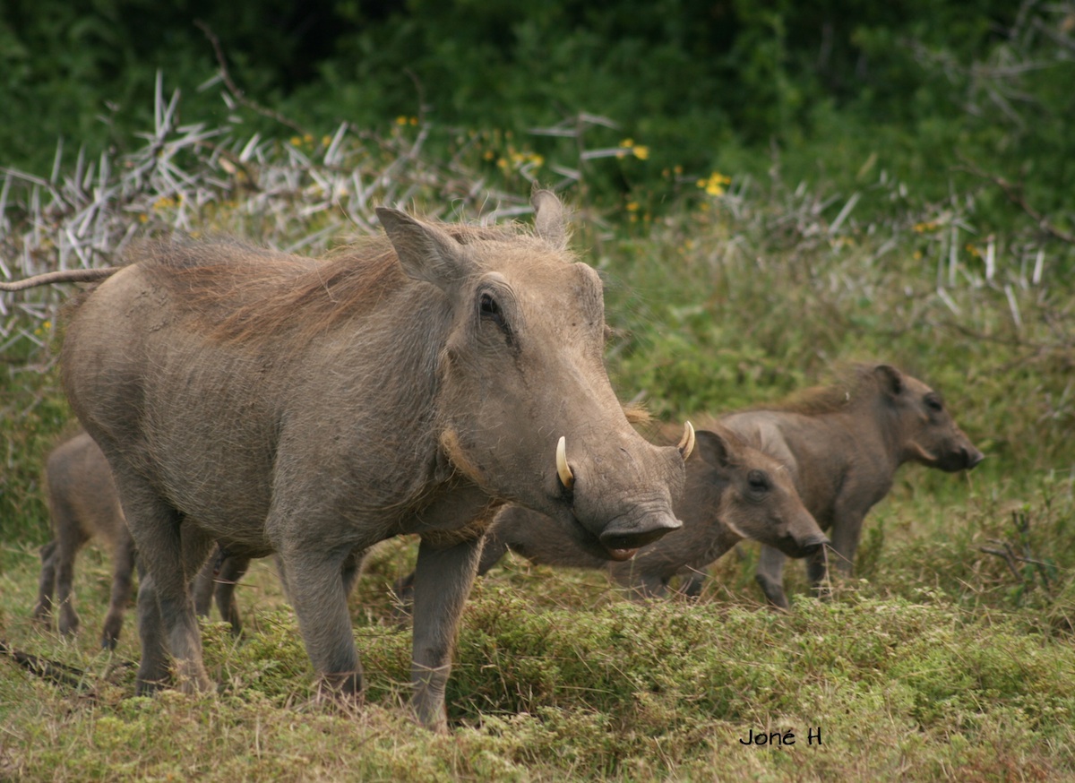 Warthog family grazing