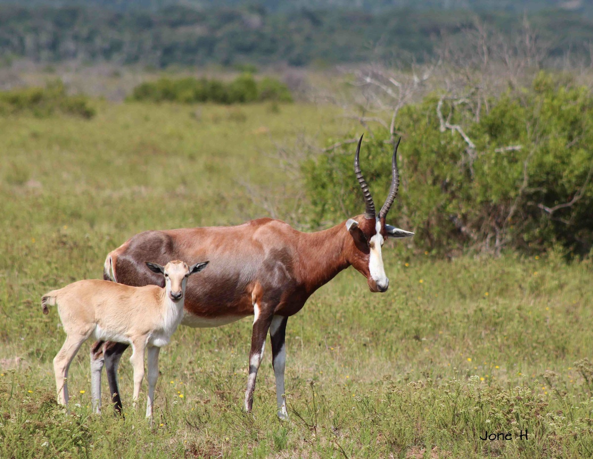 Blesbok mother and calf