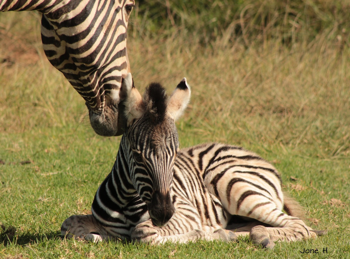 Zebra mother being affectionate with it's foal