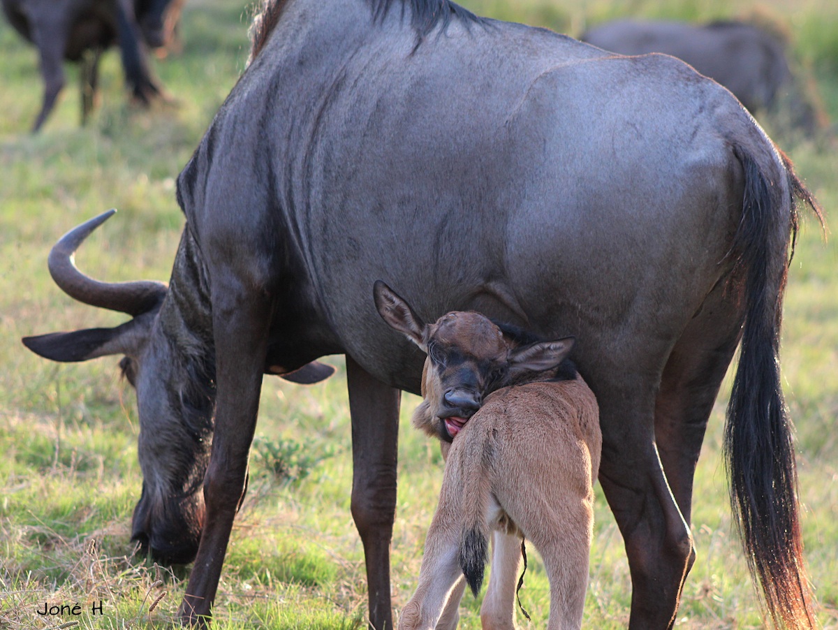 Wildebeest calf on eastern cape game reserve
