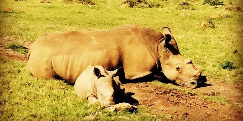 Prince-Harry-rhino-Thandi-Kariega.jpg