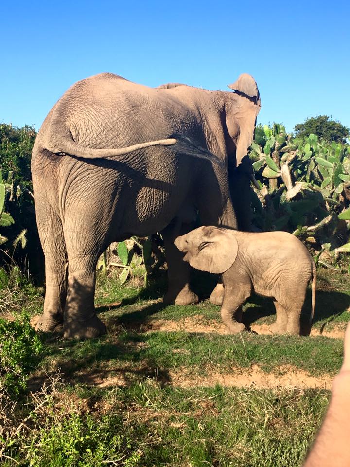Elephant Mother and Calf at Kariega