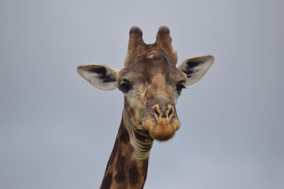 Kariega's giraffe Diggler coutesy of guest Paula Nugent