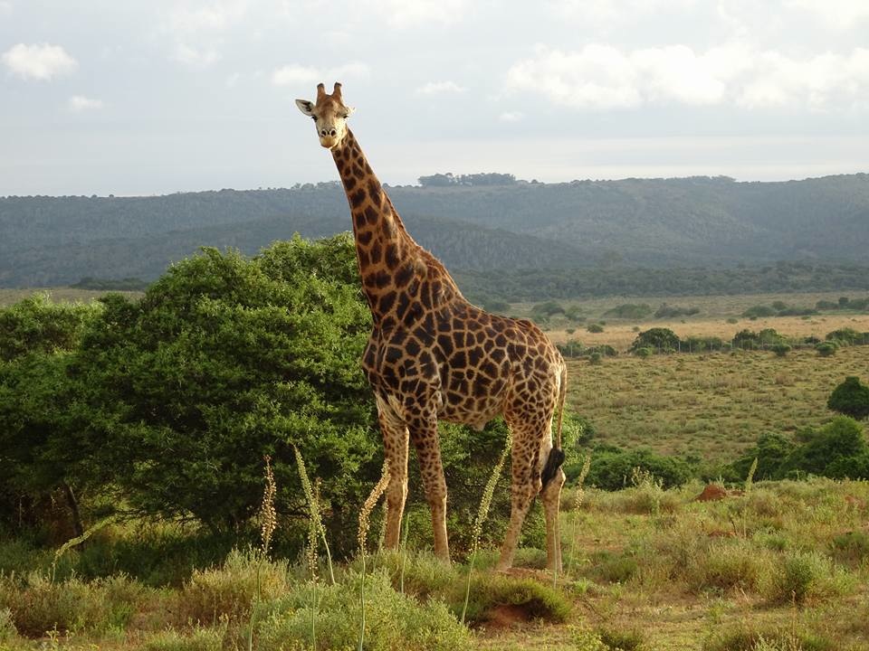 Kariega's giraffe Diggler courtesy of guest Harry Coates