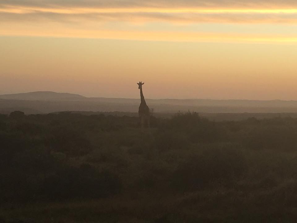 Kariega's giraffe Diggler courtesy of guest Joep Van Lierop