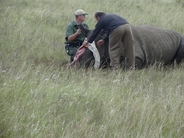 Dr Fowlds and Steenkamp work on rhino Thandi in April 2012