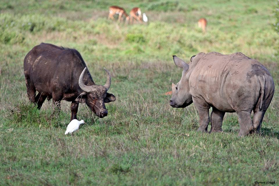 Rhino Thembi at 14 months old photographed by Darren Clough