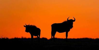 Kariega-WildebeestSunset-KeithCarney-Oct.jpg