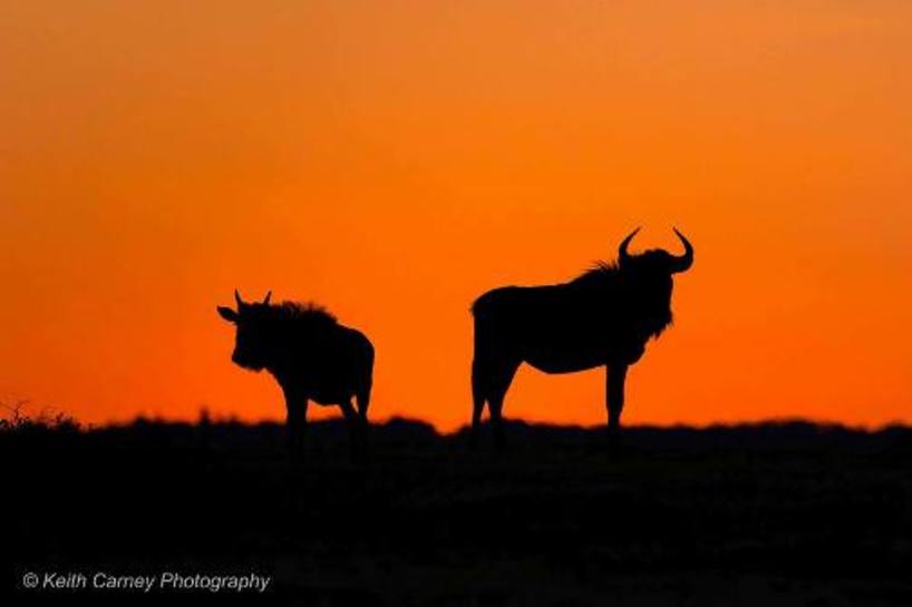 Kariega-WildebeestSunset-KeithCarney-Oct.jpg