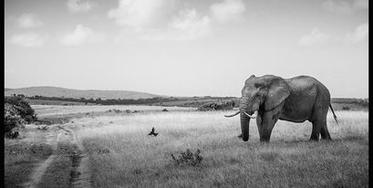 Kariega-elephant5-AprilThomas-April2015.jpg